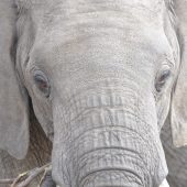  The Serengeti, TZ